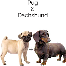 Daug Dog